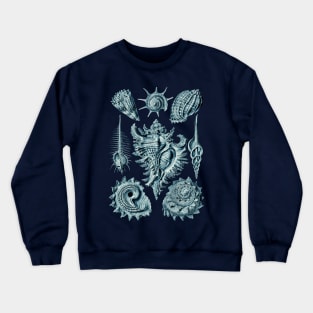 Ernst Haeckel Prosobranchia Sea Shells Cerulean Crewneck Sweatshirt